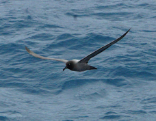 Light-mantled Sooty Albatross 4314