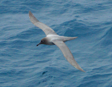 Light-mantled Sooty Albatross 4326*