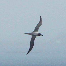Light-mantled Sooty Albatross 5198