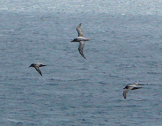 Light-mantled Sooty Albatross 5209