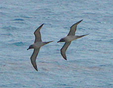 Light-mantled Sooty Albatross 5214