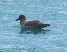 Light-mantled Sooty Albatross 5625