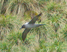Light-mantled Sooty Albatross 3620