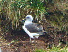 Grey-headed Albatross 4197