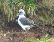 Grey-headed Albatross 4199