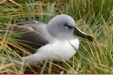 Grey-headed Albatross Ralph