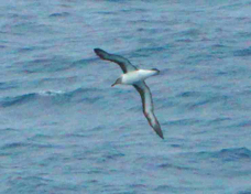 Grey-headed Albatross 4230