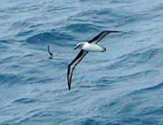 Grey-headed Albatross 4263