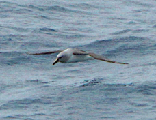 Grey-headed Albatross 4275
