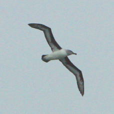 Grey-headed Albatross 3064