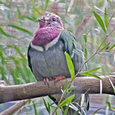 Pink-headed Fruit-dove 2475