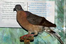 Passenger Pigeon 1714