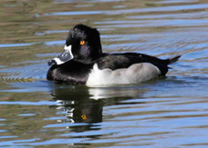 Ring-necked Duck 0716