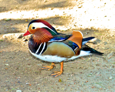 Mandarin Duck 5064