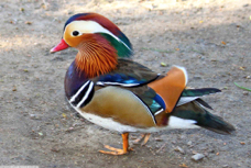 Mandarin Duck 5071s