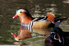 Mandarin Duck 4802