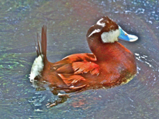 North American Ruddy Duck 0716