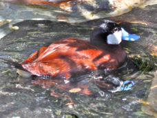North American Ruddy Duck 0602