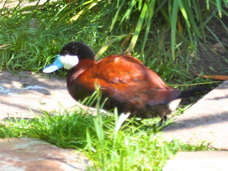 North American Ruddy Duck 0615