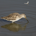 Long-billed Dowitcher 0411