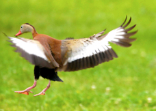 Black-bellied Whistling Duck 1278