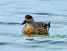 Crested Duck 9034