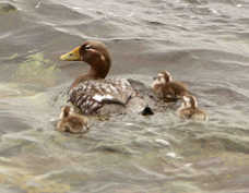 Flightless Steamer-Duck female & chicks 1502