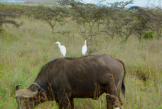 Egret Cattle on Buffalo 7788