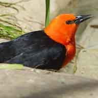 Scarlet-headed Blackbird 192 7082