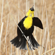 Yellow-headed Blackbird 0375