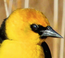 Yellow-headed Blackbird 0371 - Version 2
