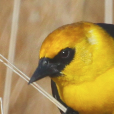 Yellow-headed Blackbird 0390