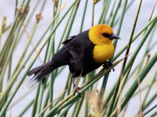 Yellow-headed Blackbird 8296