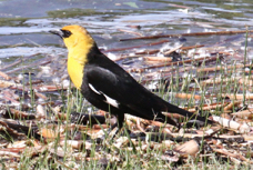 Yellow-headed Blackbird 9758