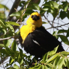 Yellow-headed Blackbird 9786