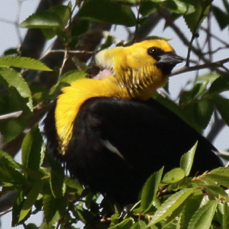 Yellow-headed Blackbird 9788