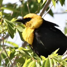 Yellow-headed Blackbird 9801