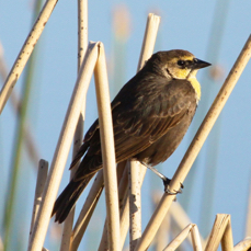 Yellow-headed Blackbird female 0052