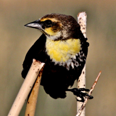 Yellow-headed Blackbird female 0182