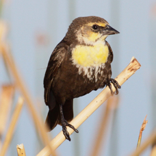Yellow-headed Blackbird female 0193