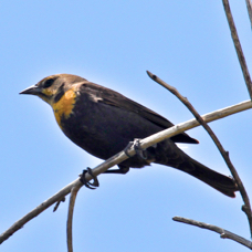 Yellow-headed Blackbird female 2210