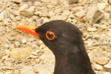 Blackbird male 7801