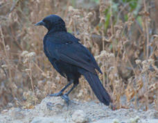 Scrub Blackbird 0455