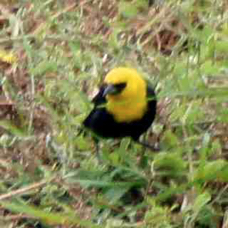 Yellow-hooded Blackbird 0039