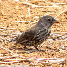 Small Ground Finch female 1077