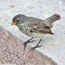 Small Ground Finch female 8671
