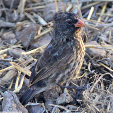 Small Ground Finch female 9822