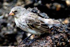Small Ground Finch female 7857
