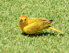 Shaffron Finch male 1381