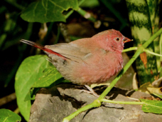 Firefinch Red-billied 9849